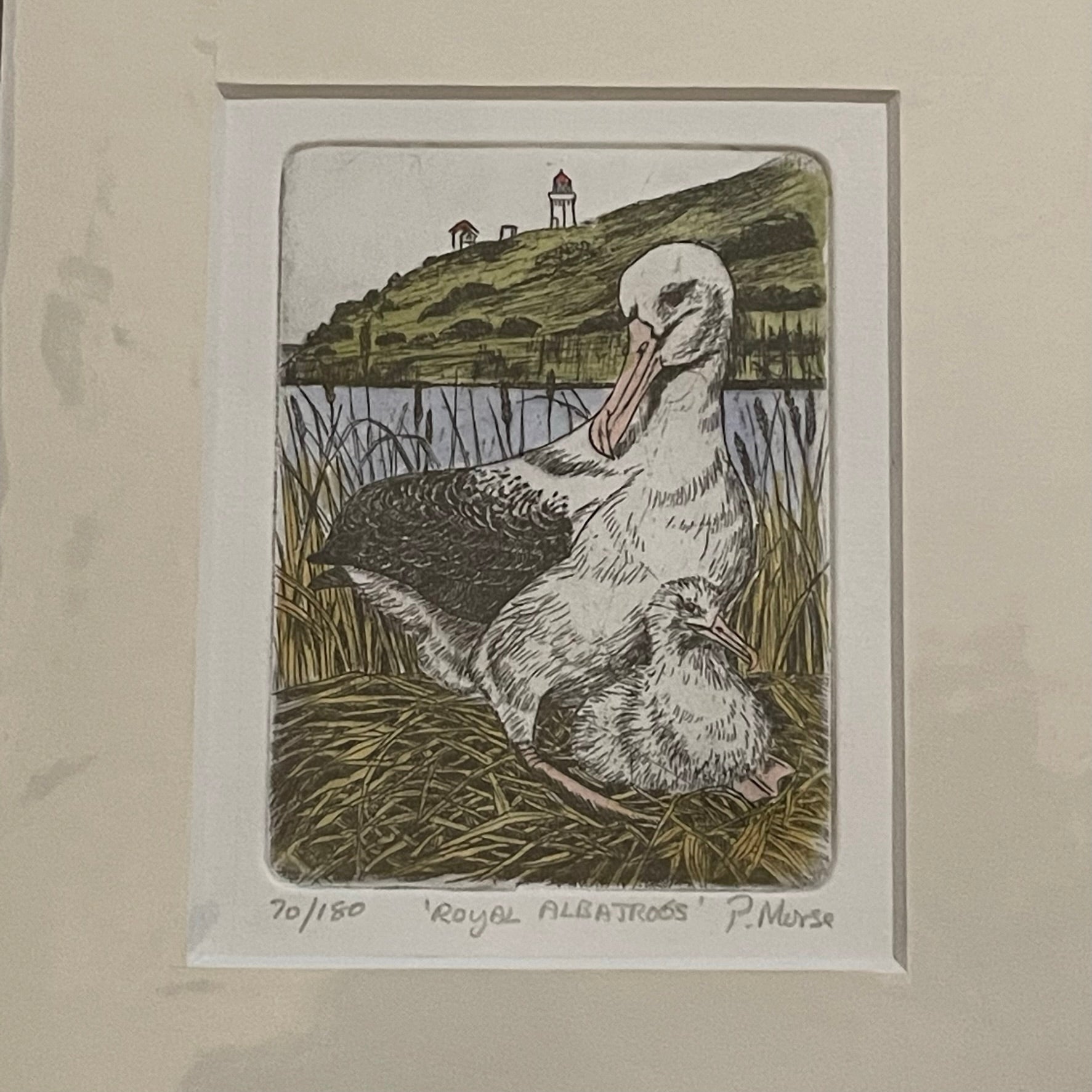 Royal Albatross Limited Edition Etching