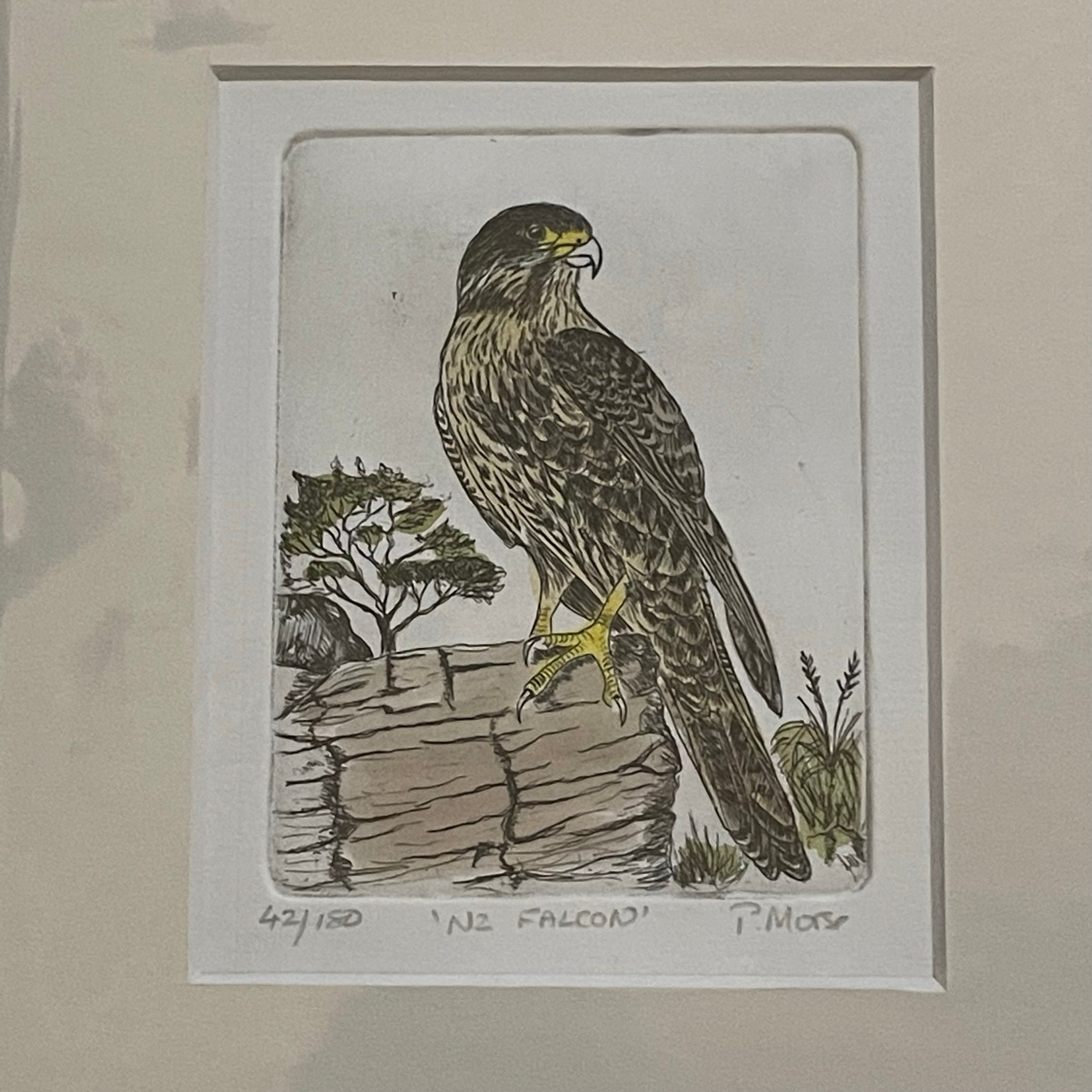 NZ Falcon Limited Edition Etching