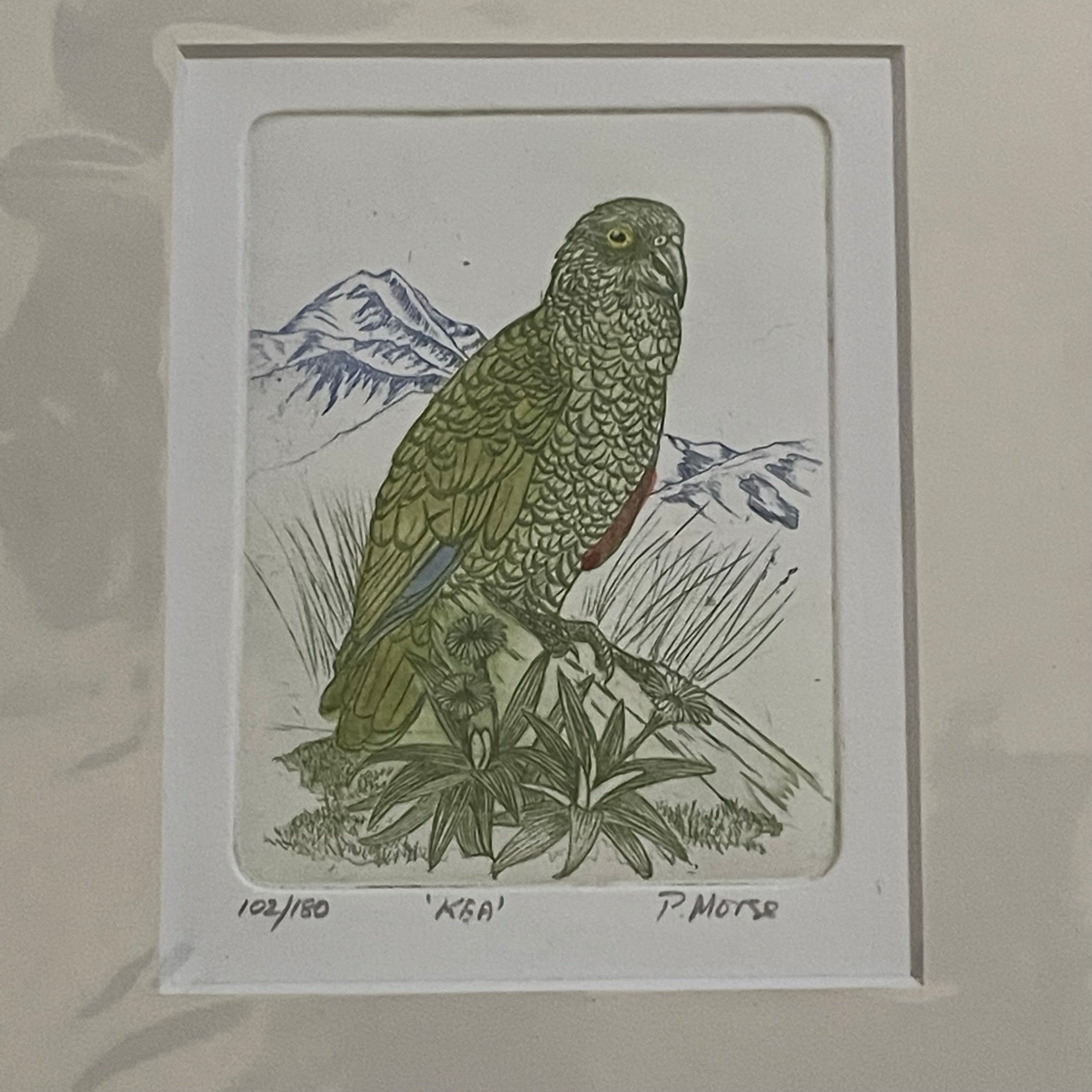 Kea Limited Edition Etching