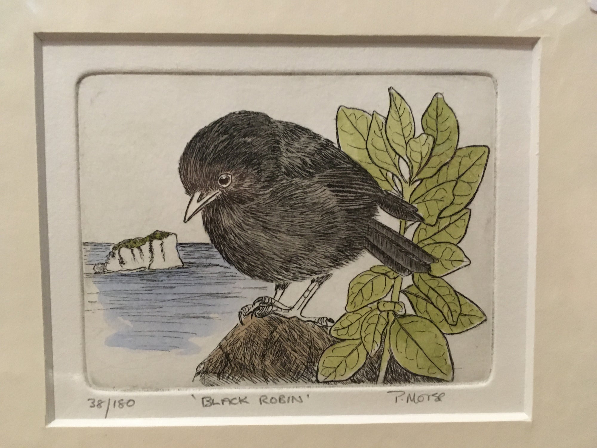 Black Robin Limited Edition Etching