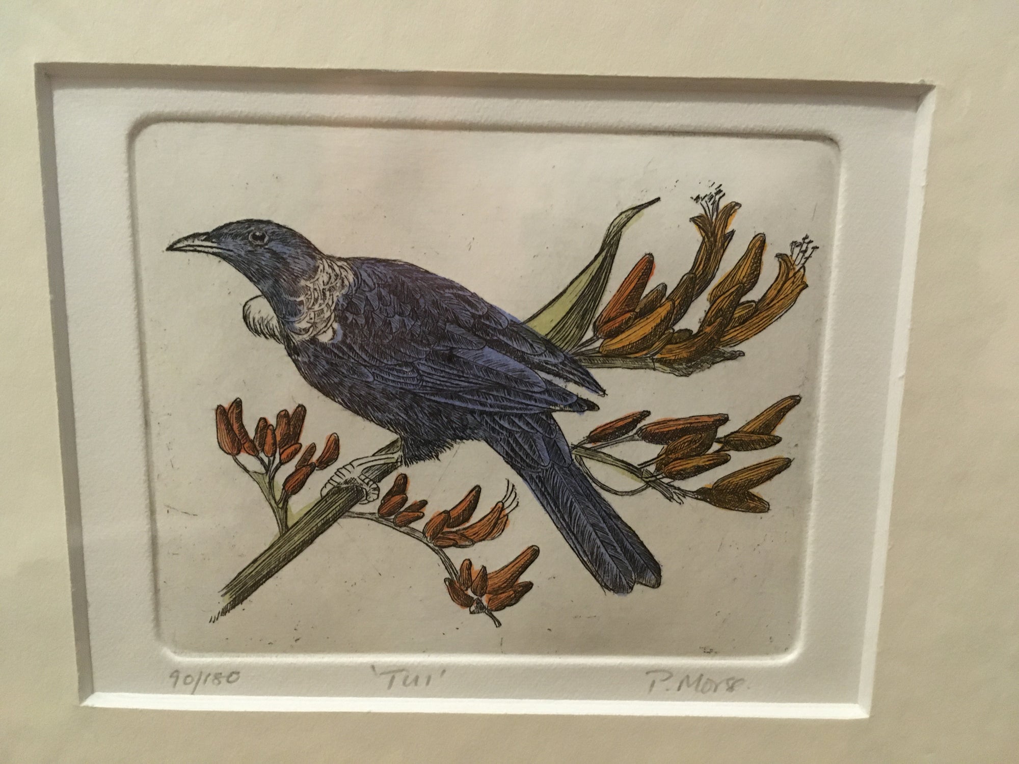 Tui Limited Edition Etching