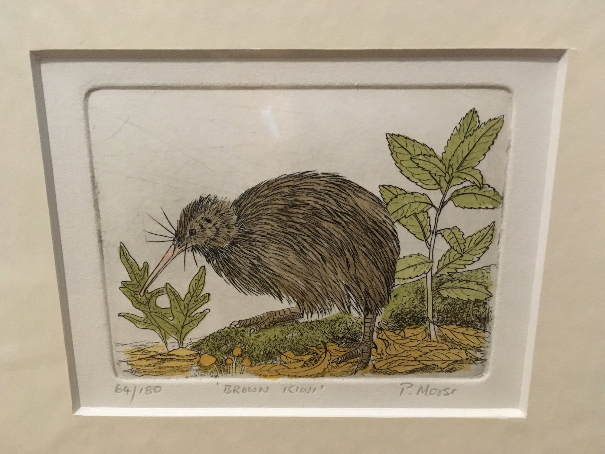Brown Kiwi Limited Edition Etching