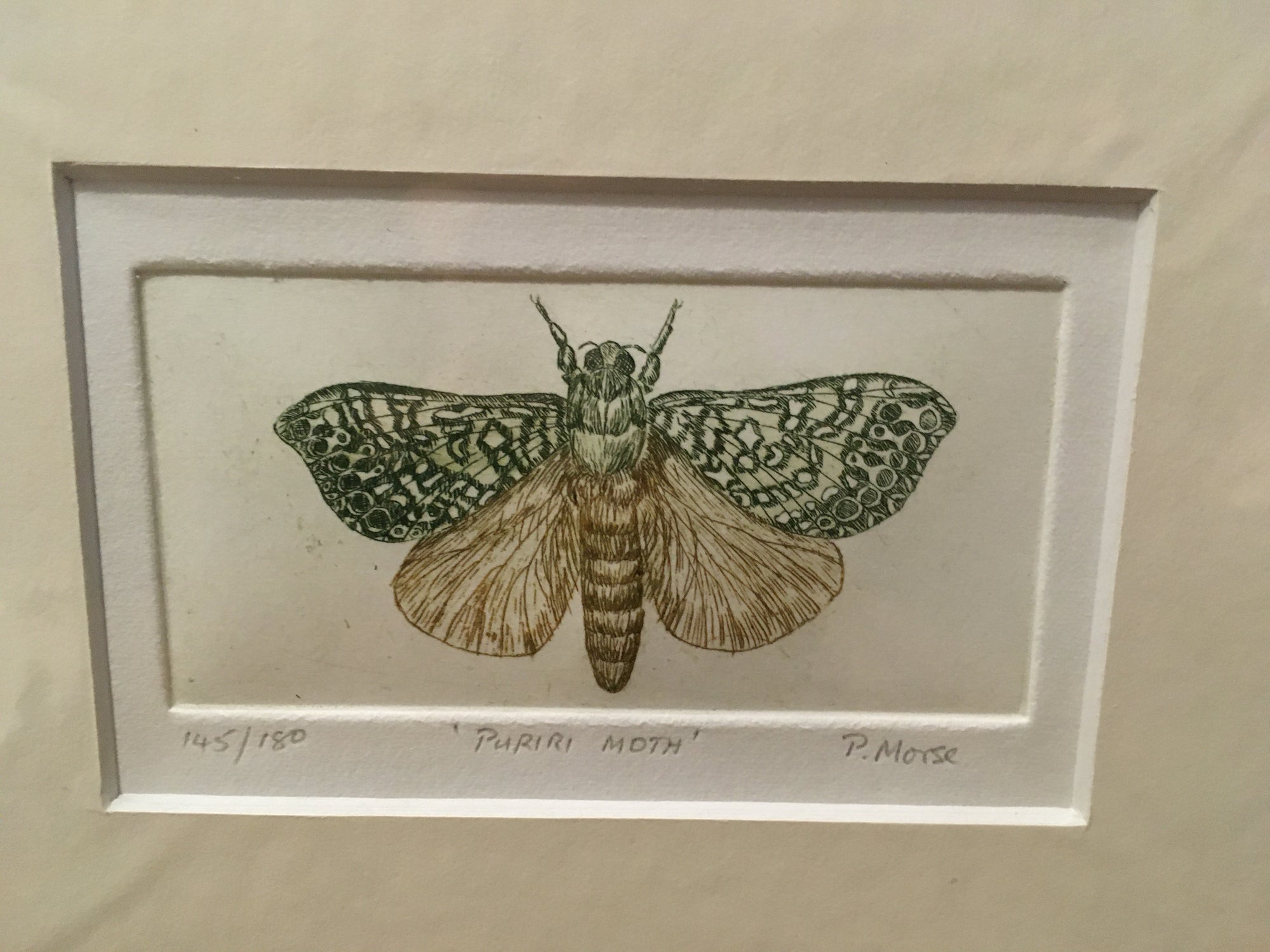 Puriri Moth Limited Edition Etching