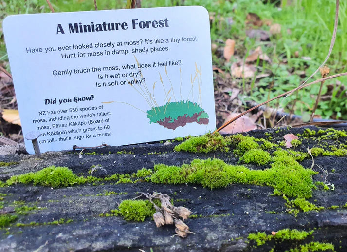 Kiwi Garden Treasure Hunt | Nature Fun Card Games