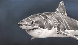 Mango-Taniwha (Great White Shark) 2025 - Original Drawing