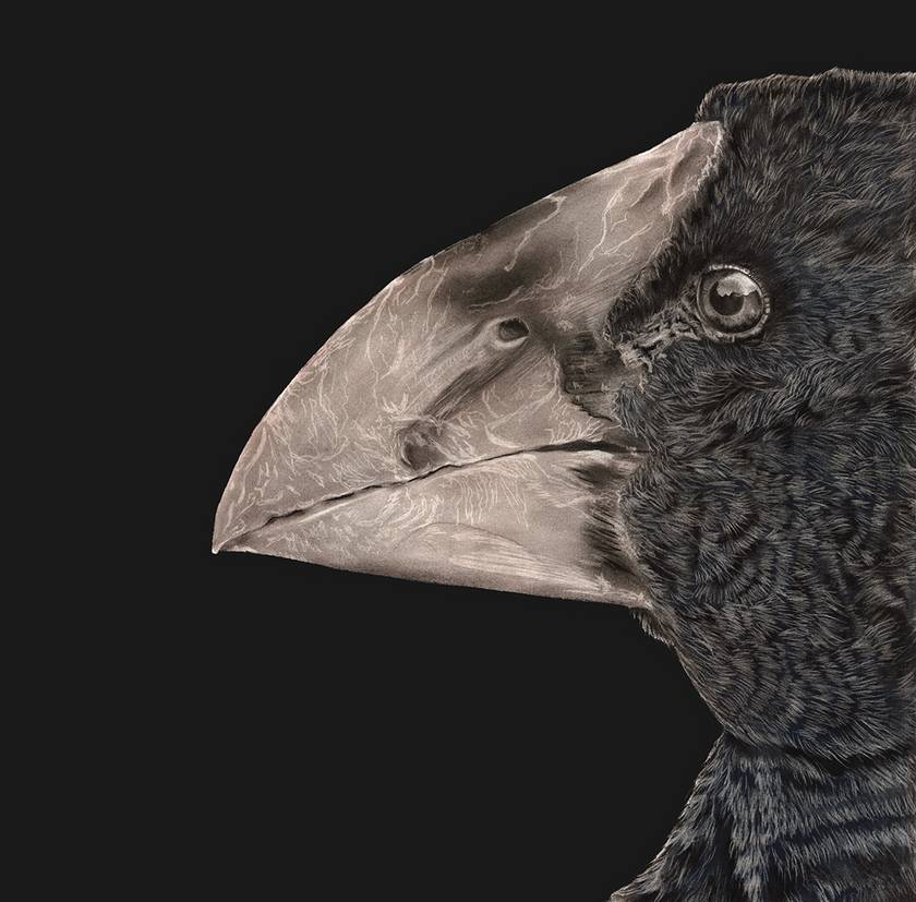 Takahe 2024 - Limited Edition Print