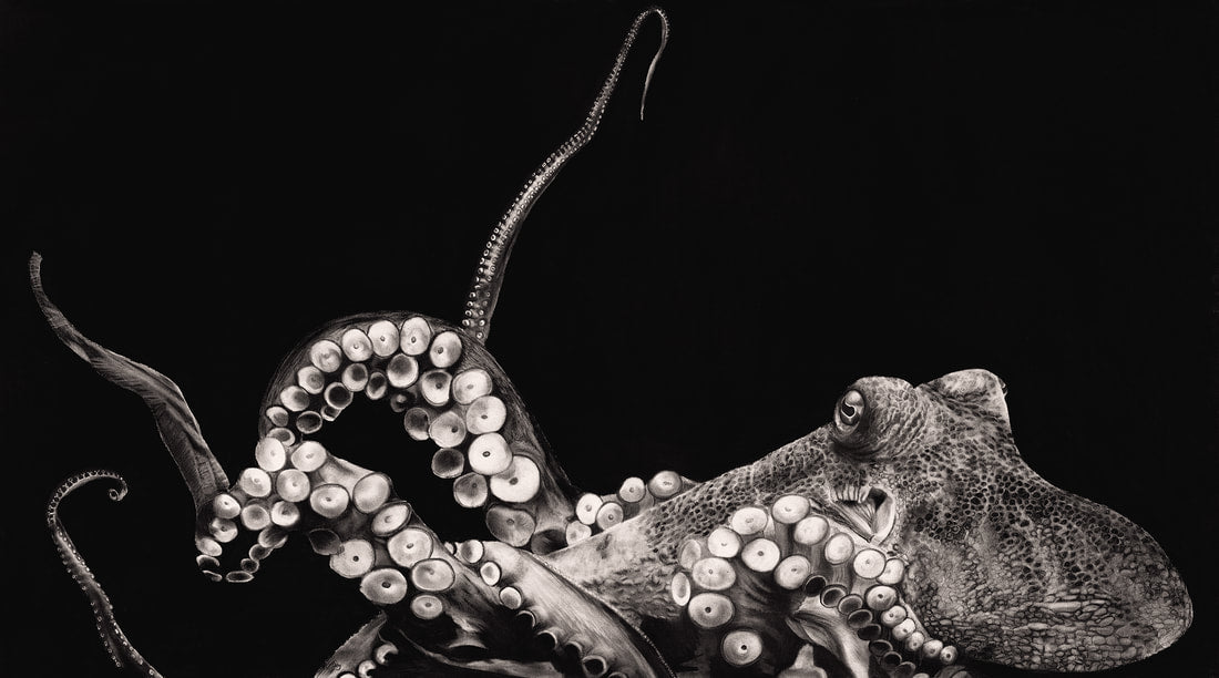 Octopus - Limited Edition Print