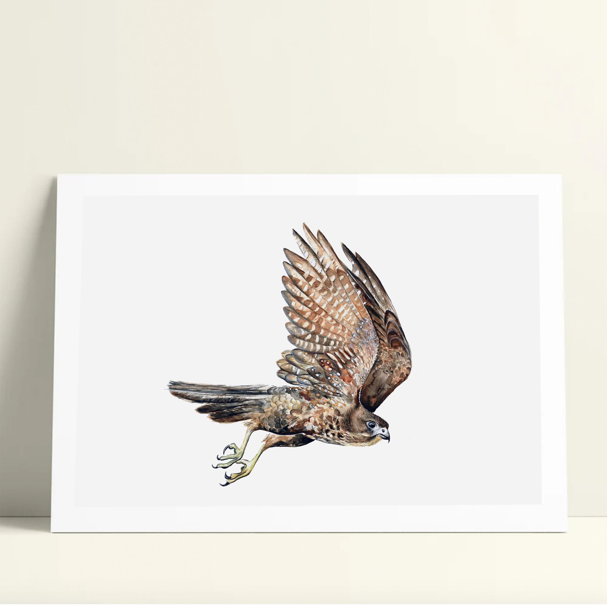 Falcon in Flight - Limited Edition Print