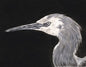 Matuku Moana (whitefaced heron) 2025 - Original Drawing