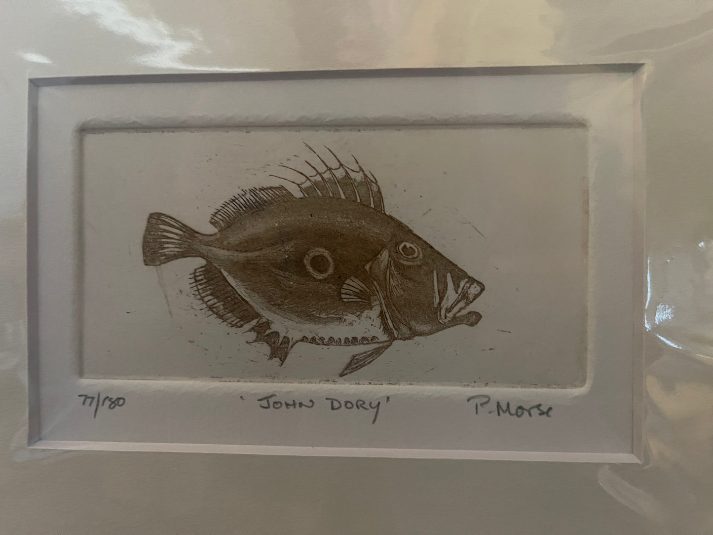John Dory Limited Edition Etching