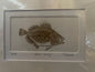 John Dory Limited Edition Etching