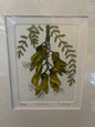 Kowhai Limited Edition Etching