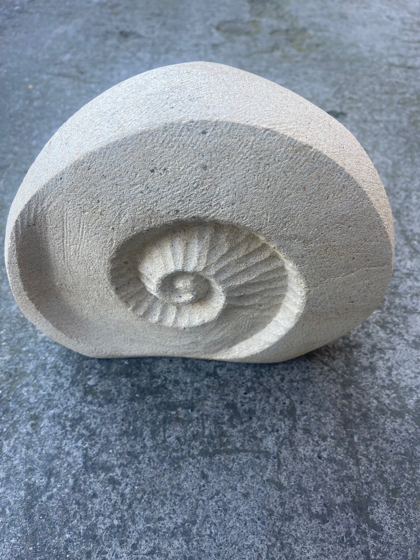 Ammonite Fossil