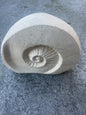 Ammonite Fossil