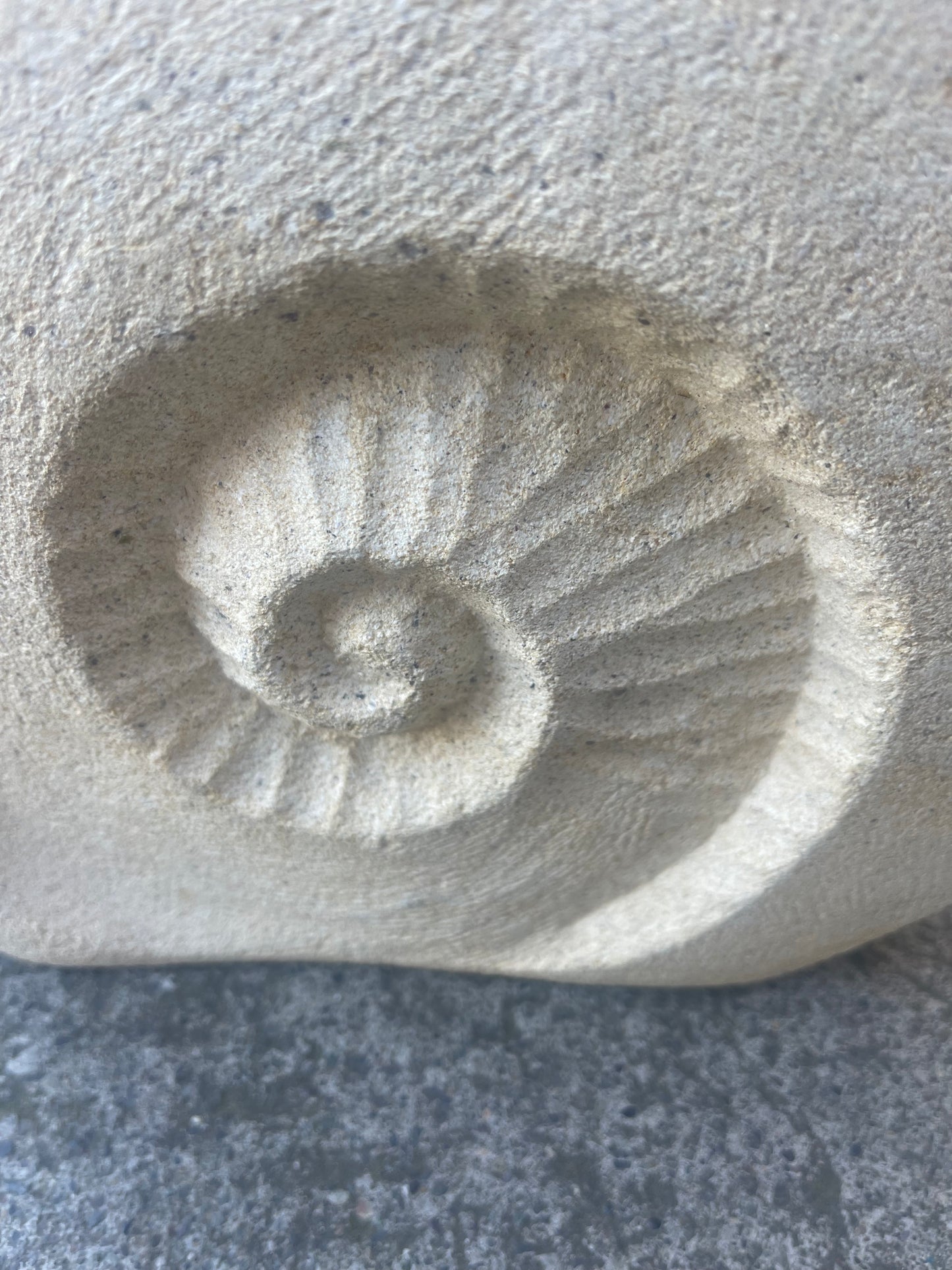 Ammonite Fossil