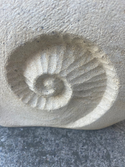 Ammonite Fossil