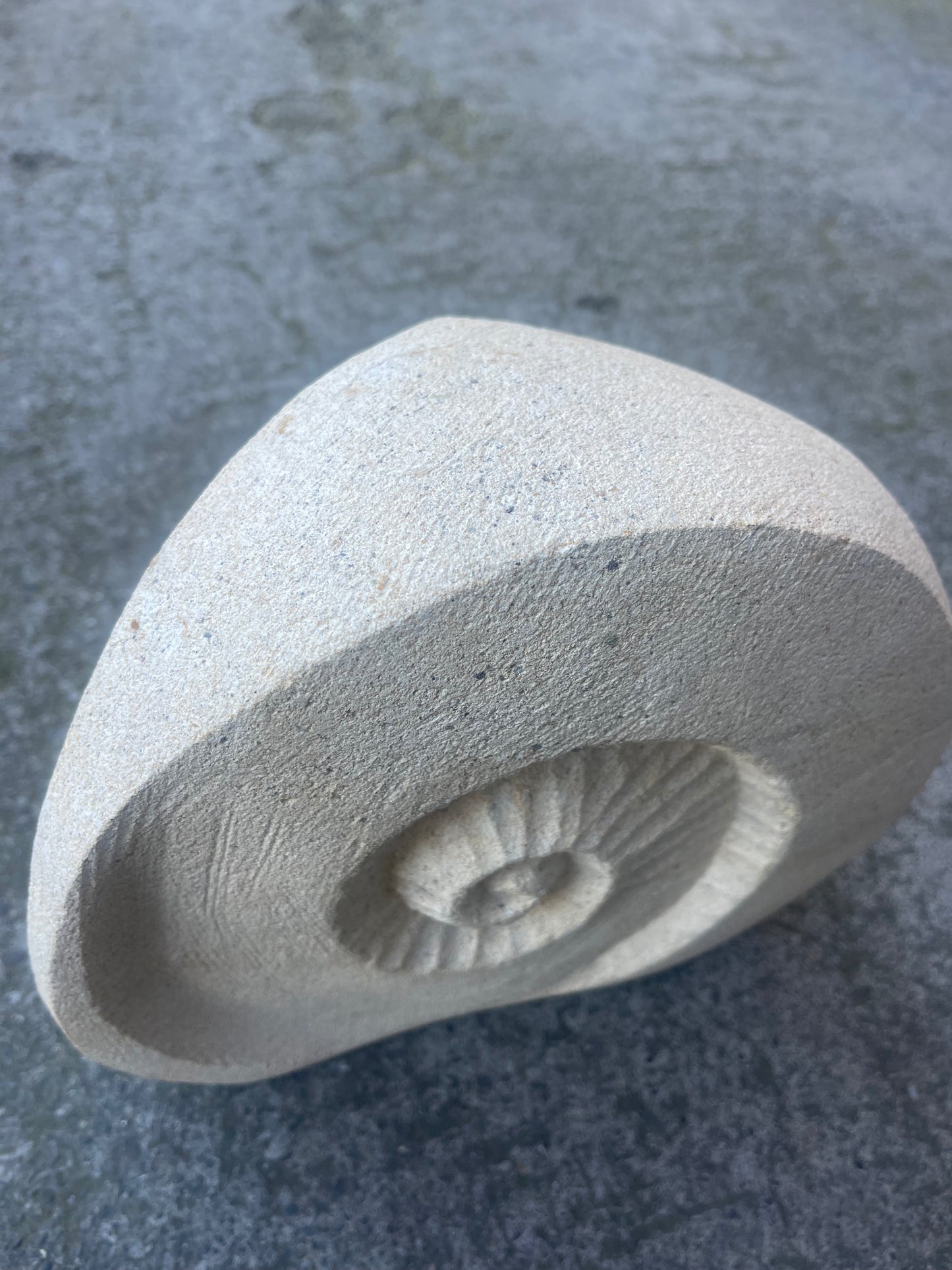 Ammonite Fossil