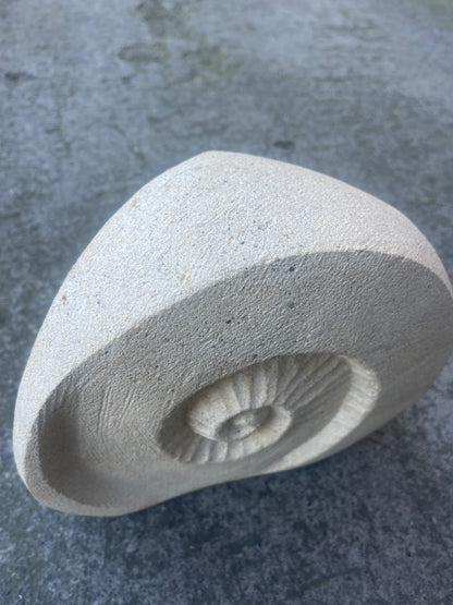 Ammonite Fossil