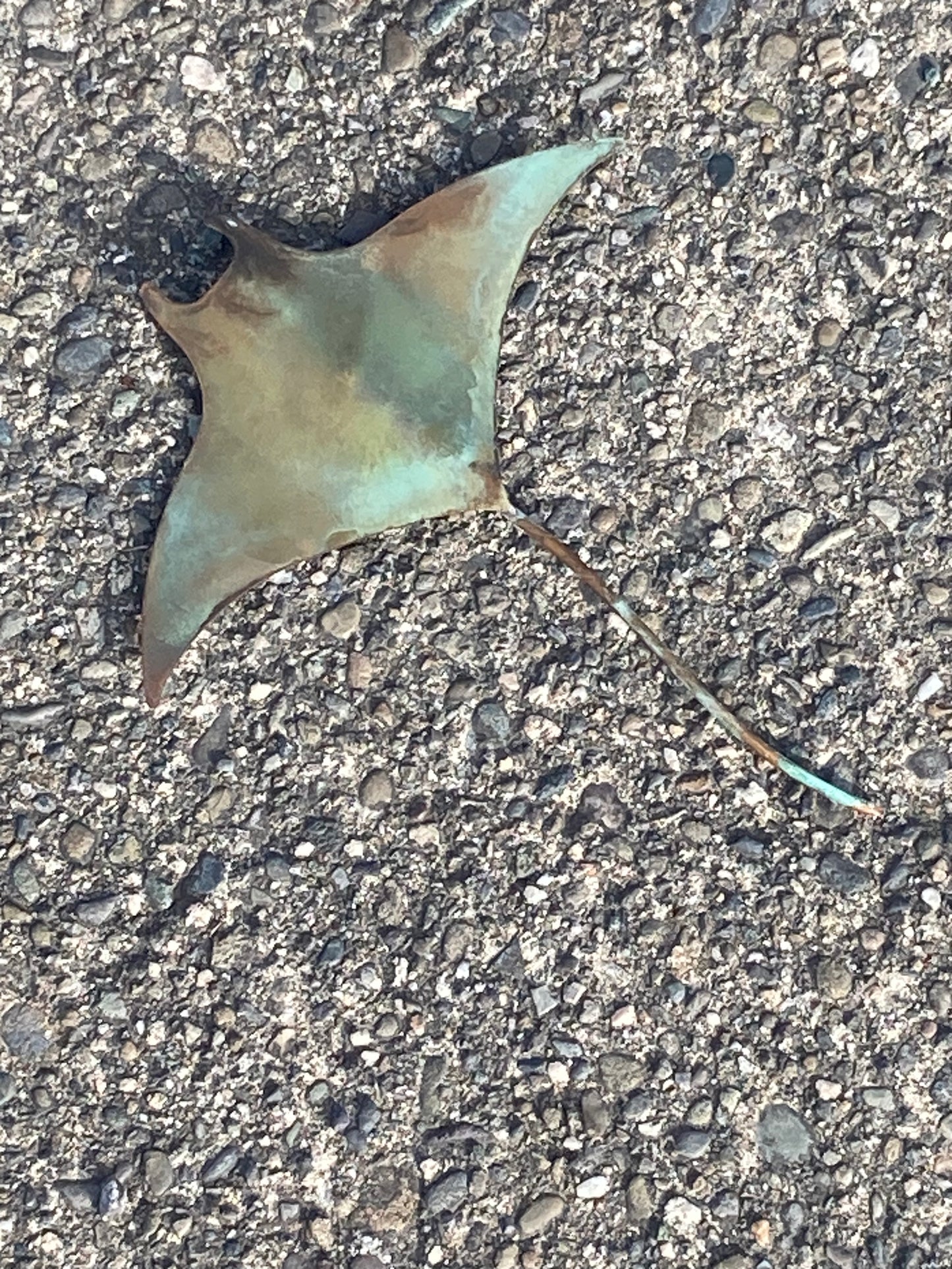 Small Copper Manta Ray