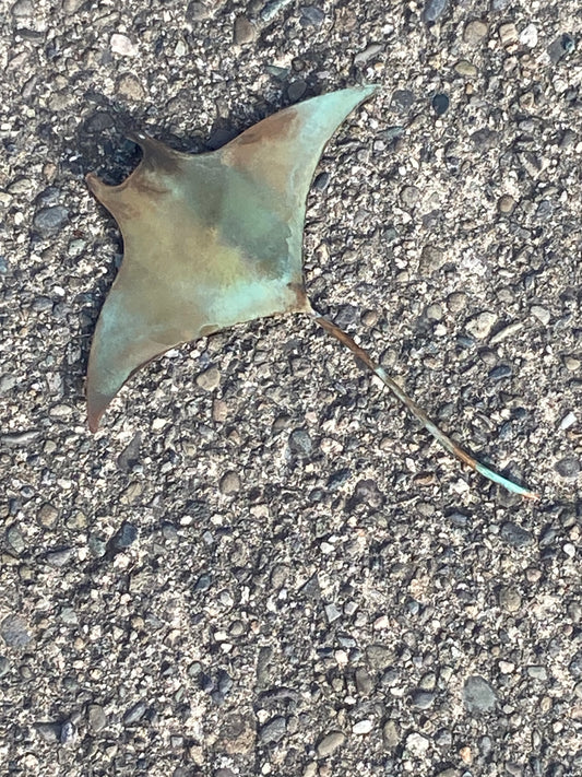 Small Copper Manta Ray