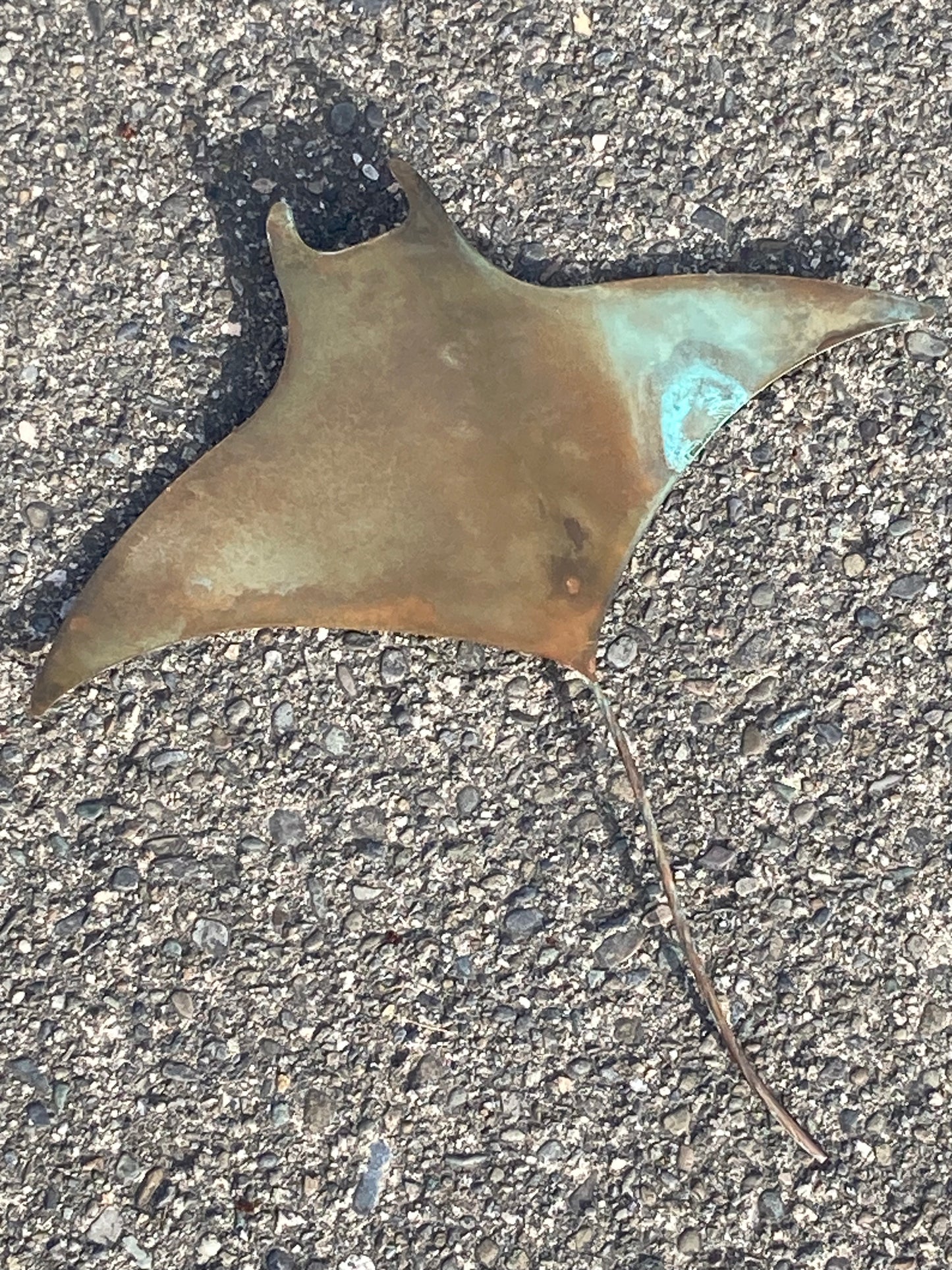 Large Copper Manta Ray