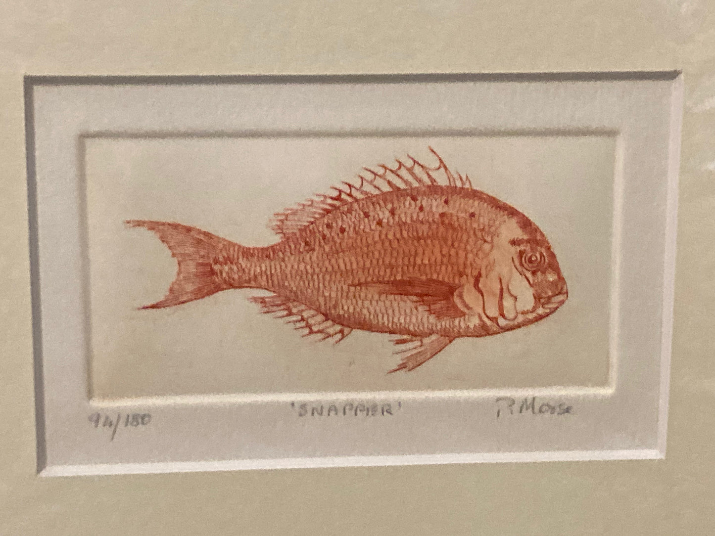 Snapper Limited Edition Etching