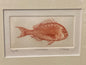 Snapper Limited Edition Etching