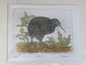 Kiwi Etching