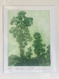 Rimu Limited Edition Etching