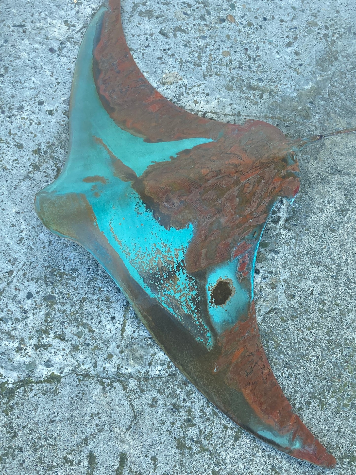 XXL Large Copper Stingray