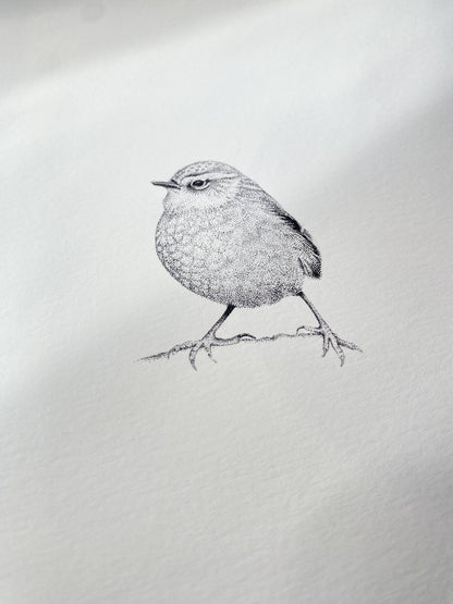Rock Wren (Pīwauwau)