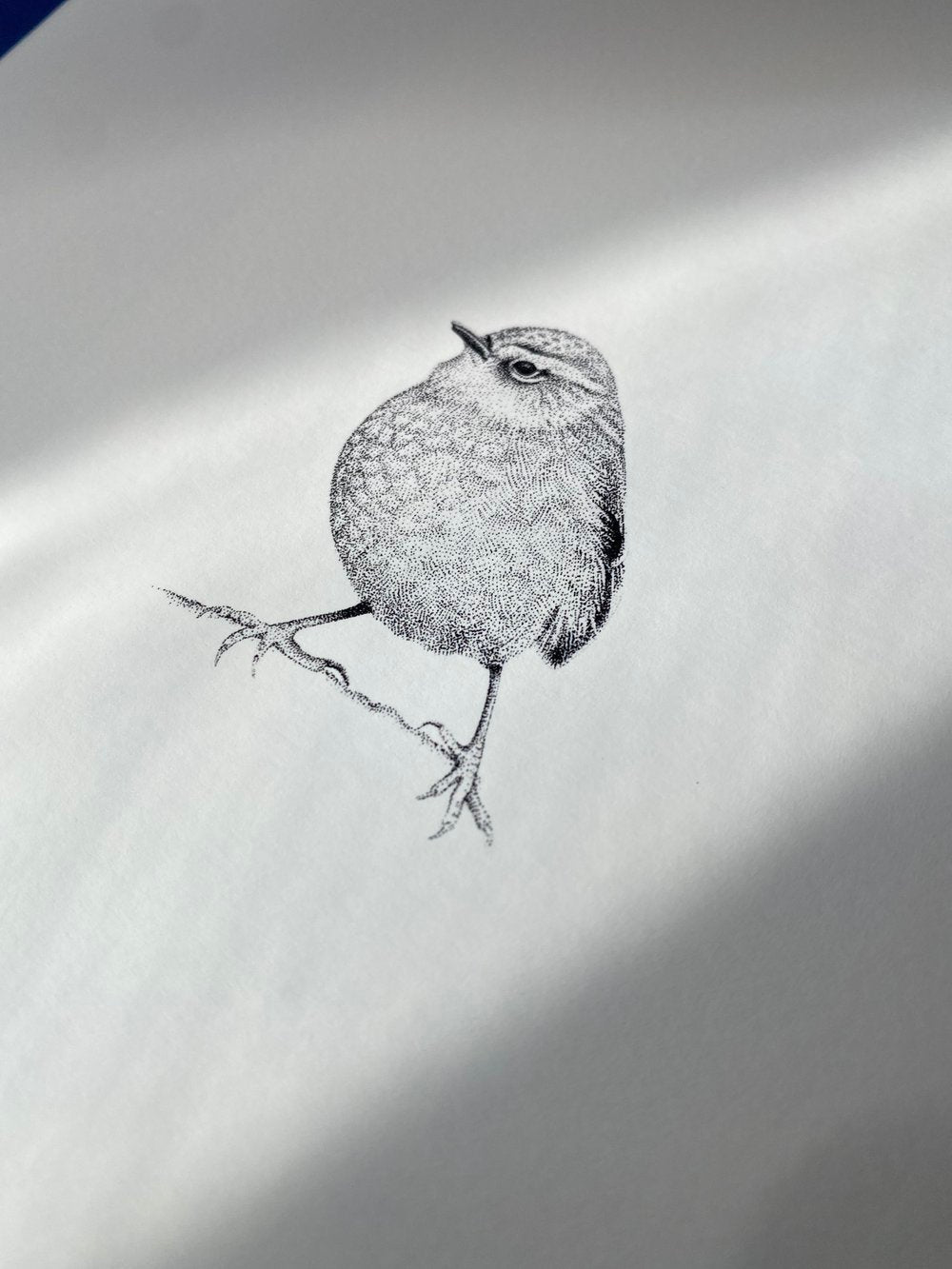 Rock Wren (Pīwauwau)