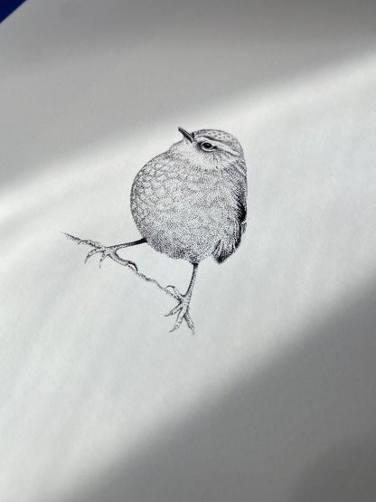 Rock Wren (Pīwauwau)