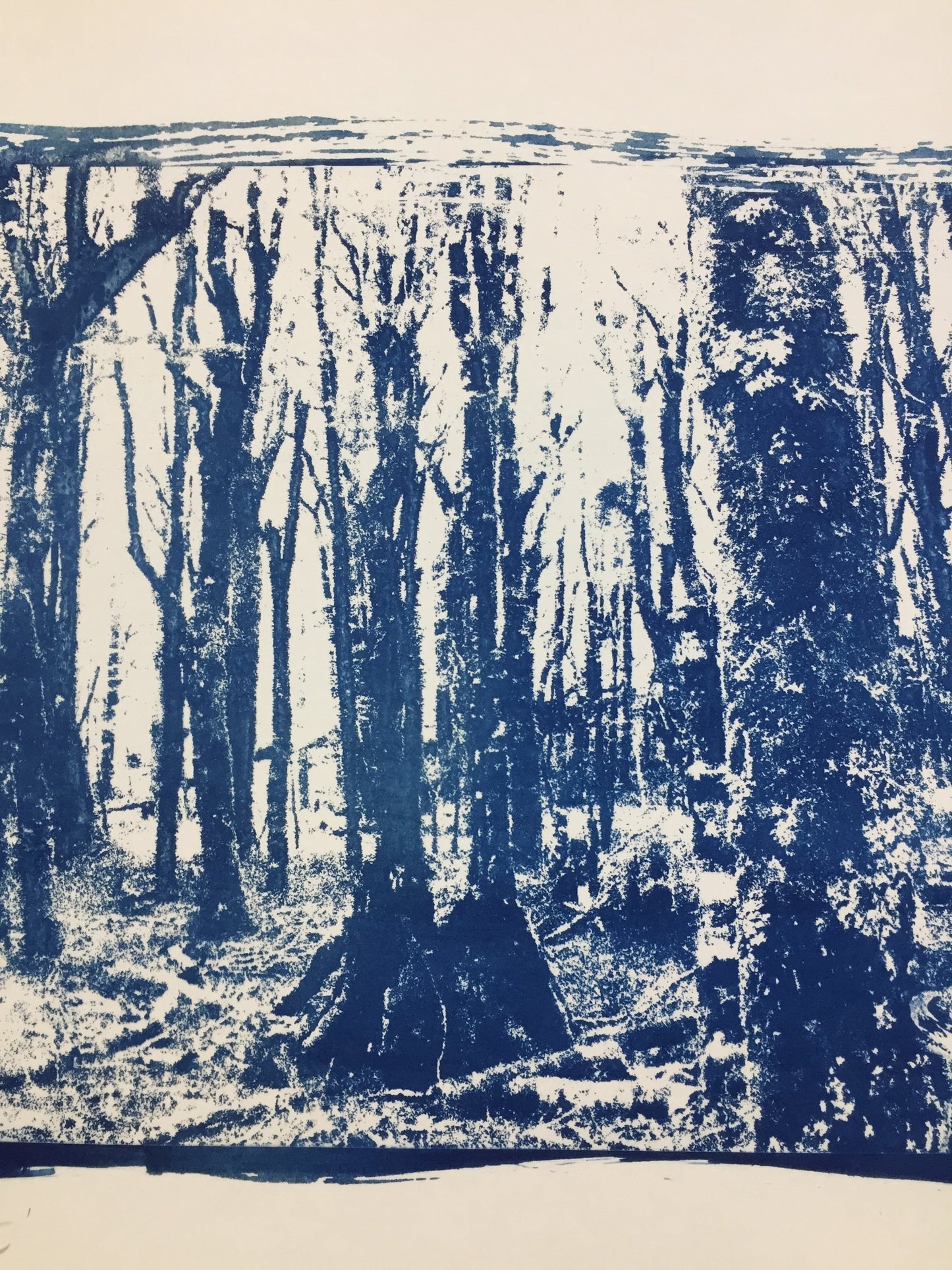 Forest - Limited Edition Solargraph Print