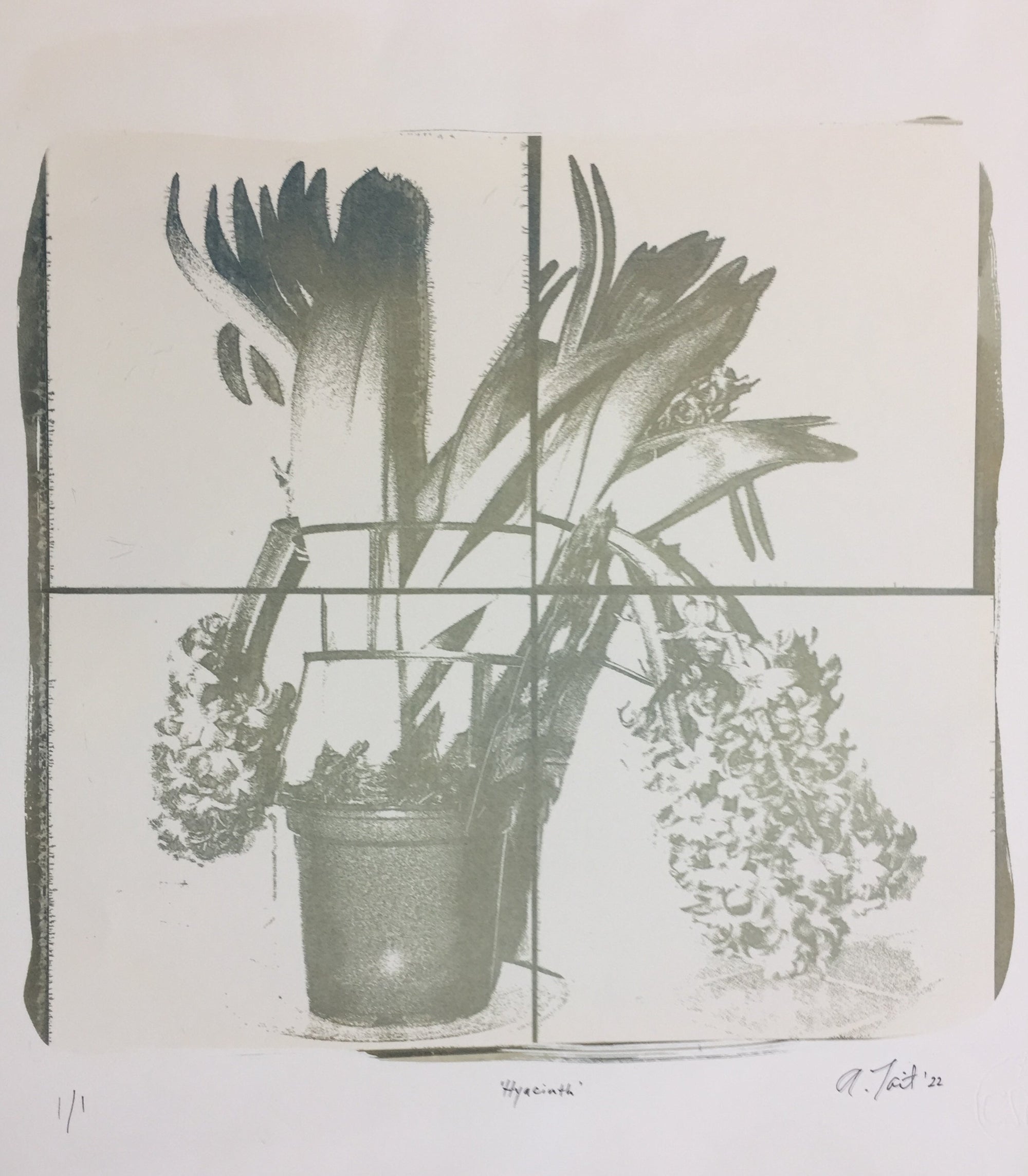 Hyacinth - Limited Edition Solargraph Print