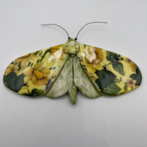 Porcelain Moths