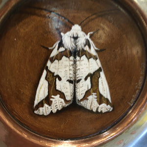 South Island Lichen Moth - Original Painting