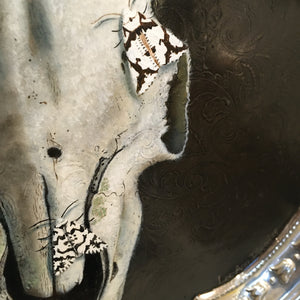 Goat Skull with Moths - Original Painting