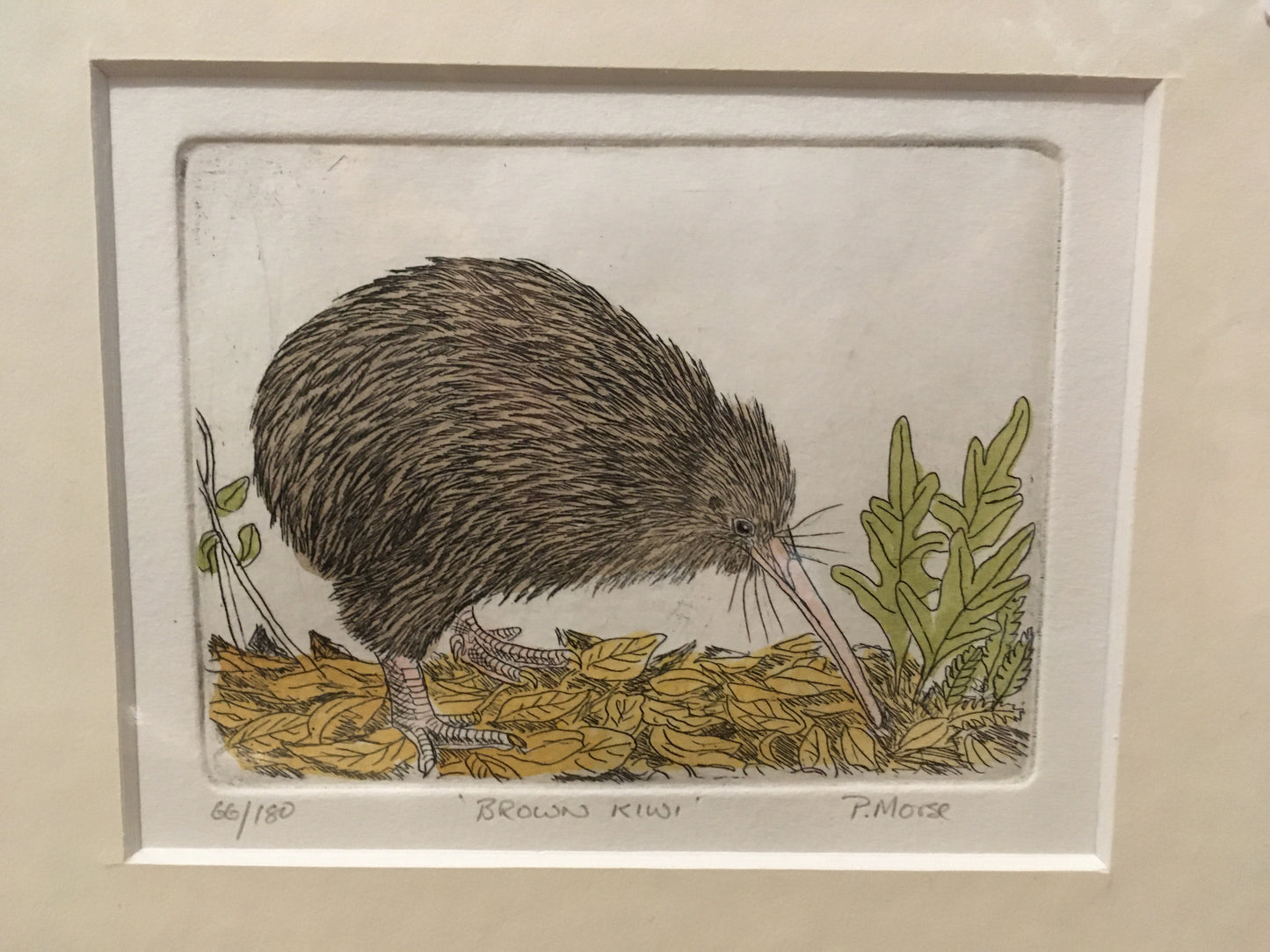 Brown Kiwi Limited Edition Etching