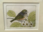 Silvereye Limited Edition Etching