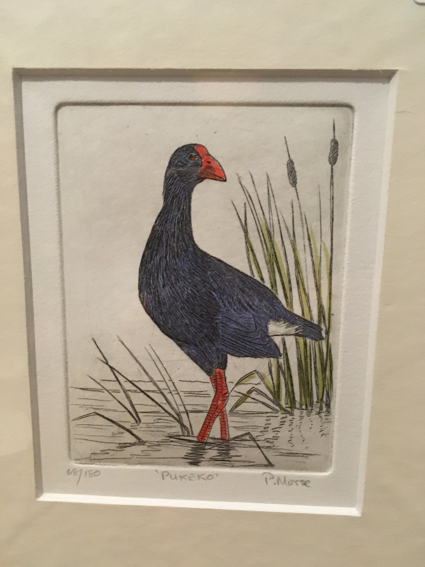 Pukeko Limited Edition Etching