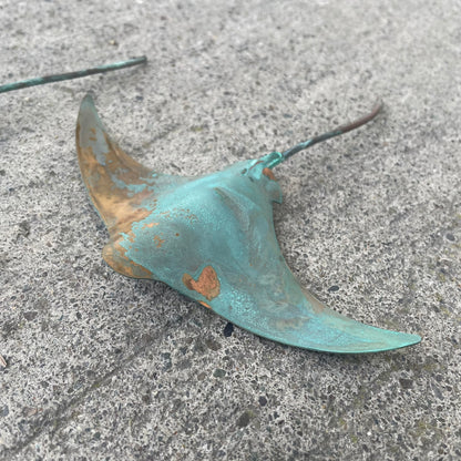 Small Copper Stingray