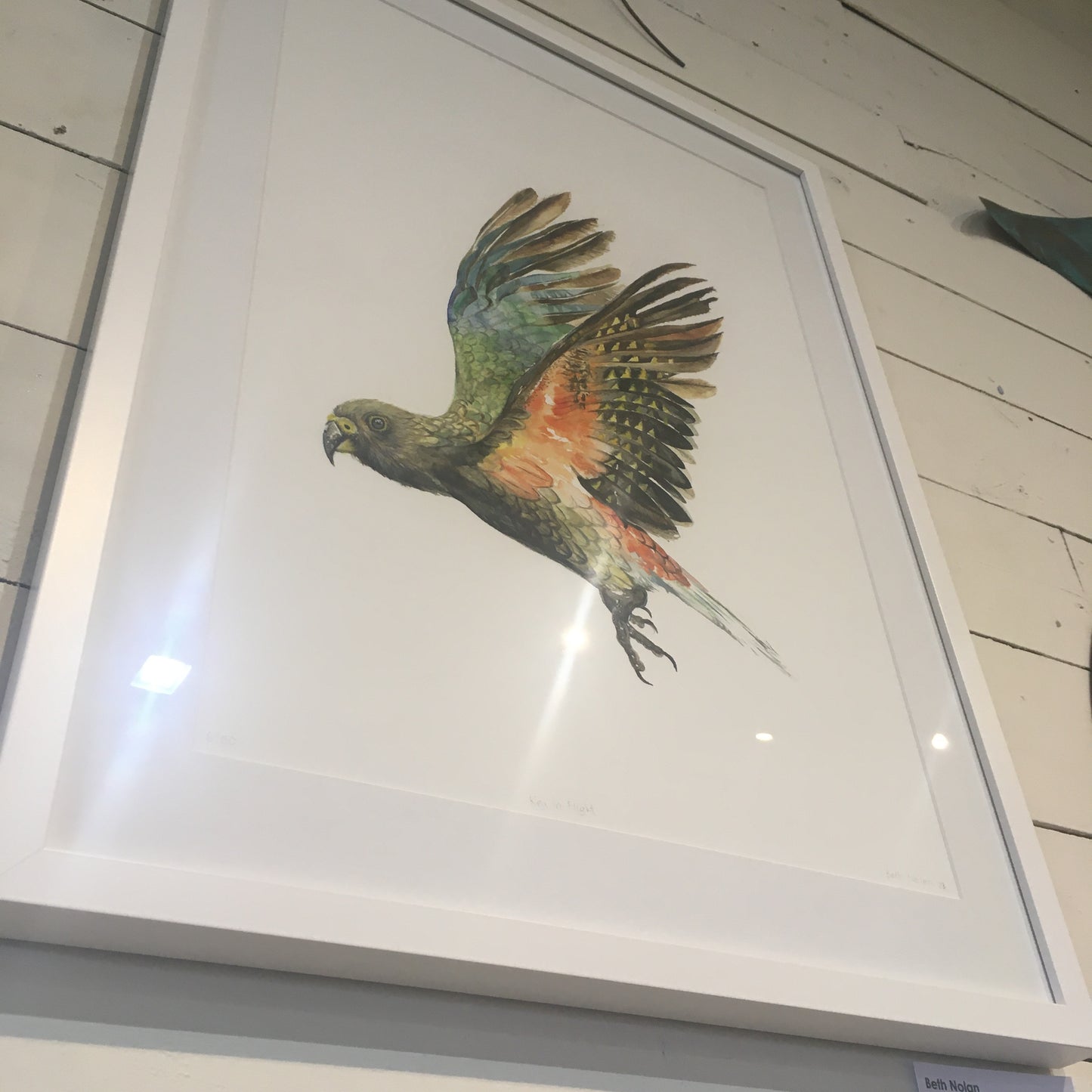 Kea in Flight