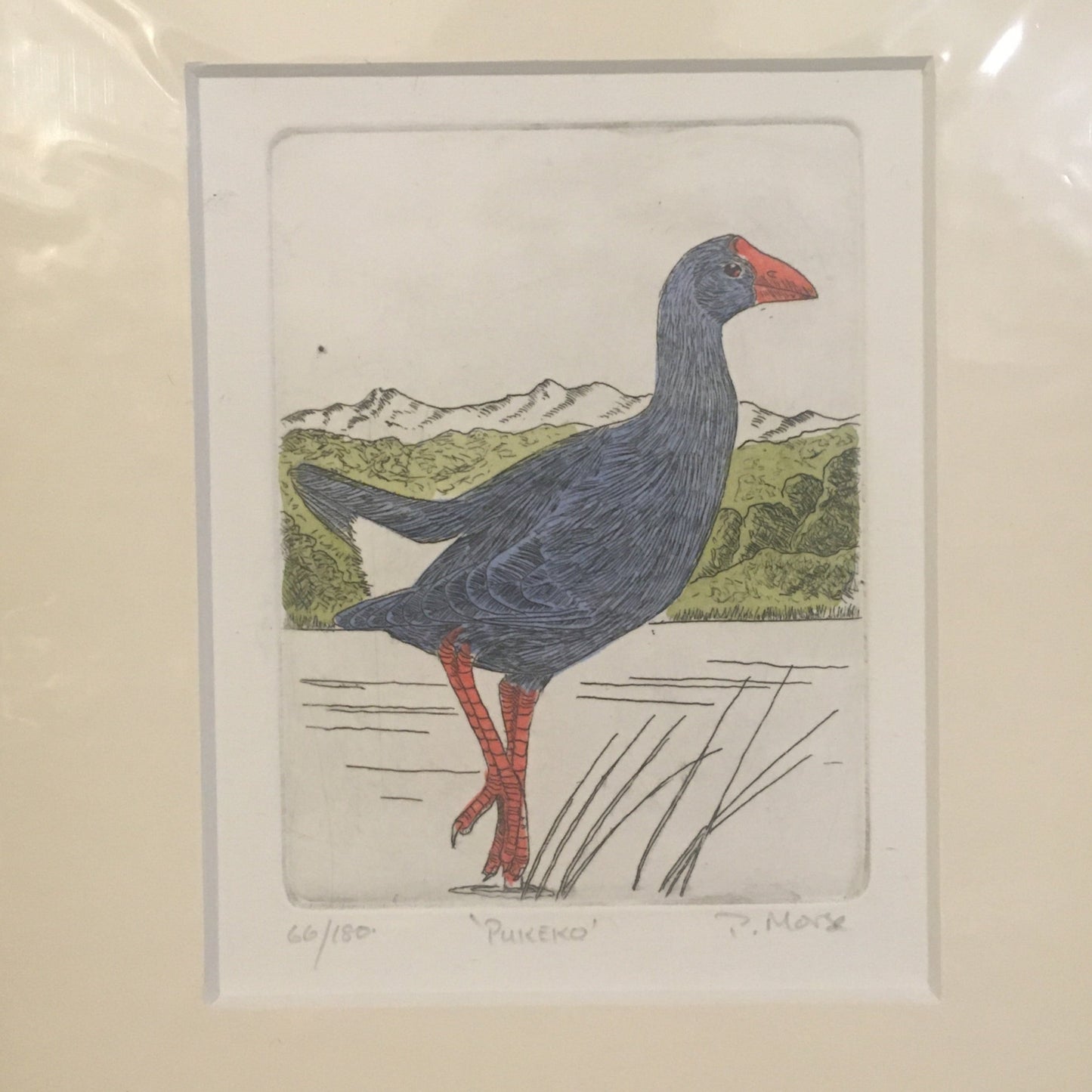 Pukeko Limited Edition Etching
