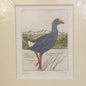 Pukeko Limited Edition Etching