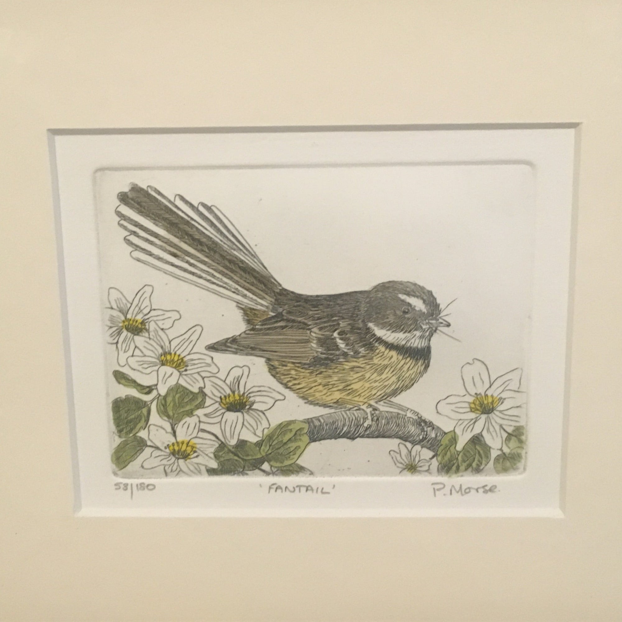 Fantail Limited Edition Etching