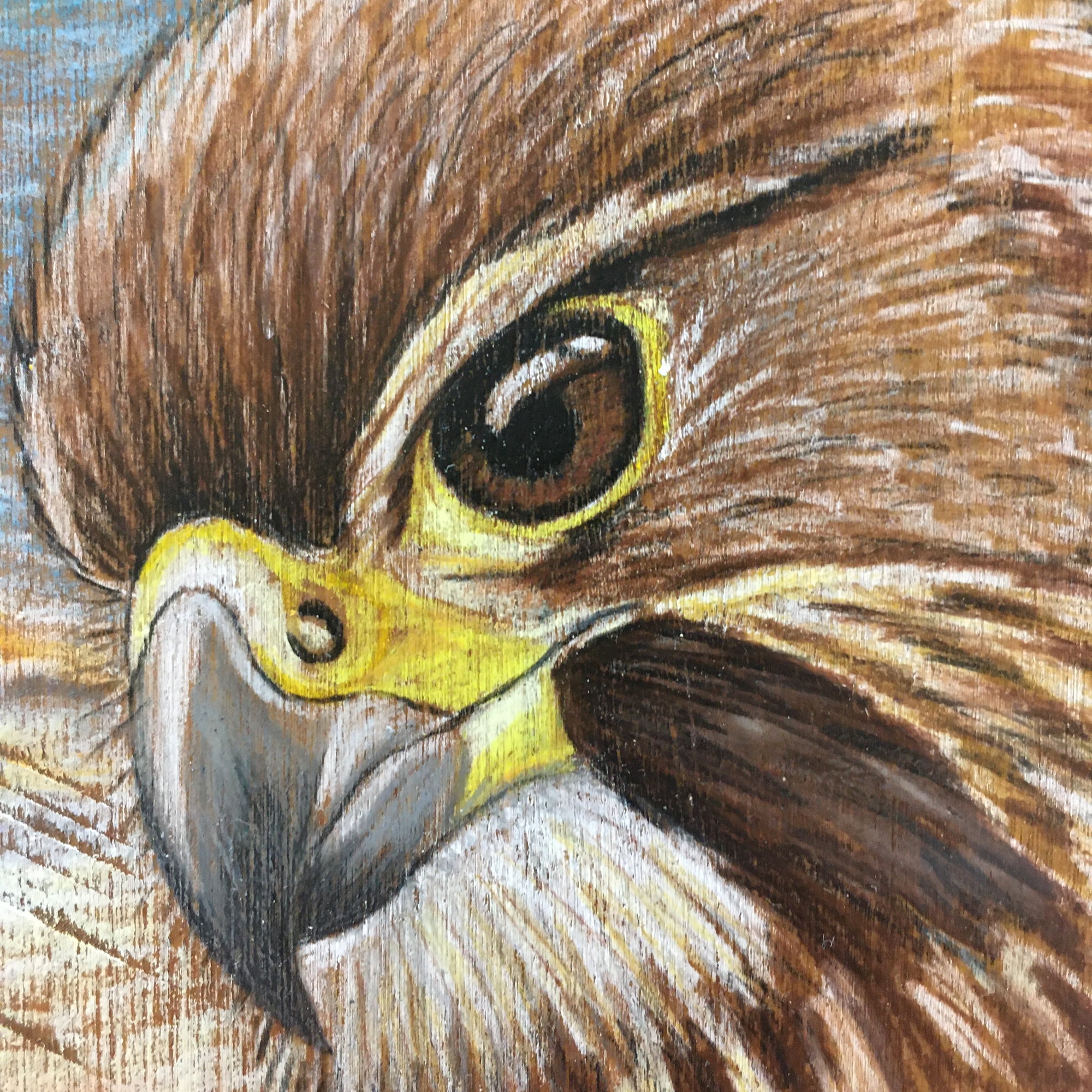 Kārearea (NZ Falcon) Block Drawing