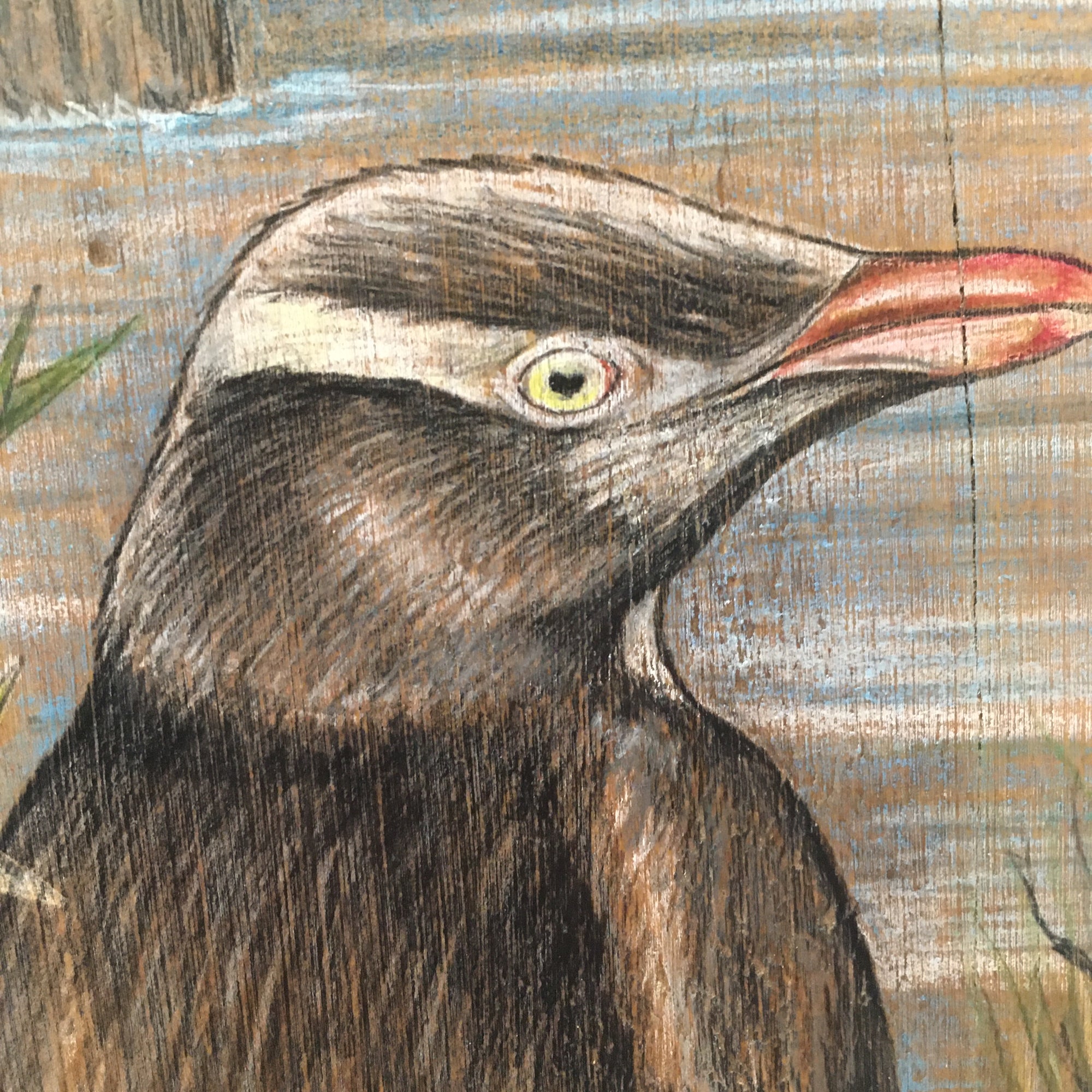 Hōiho (Yellow Eyed Penguin) Block Drawing