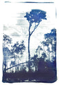 Kahikatea - Limited Edition Solargraph Print