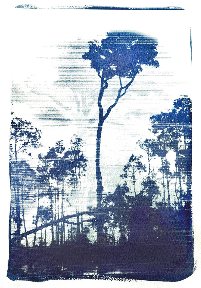 Kahikatea - Limited Edition Solargraph Print